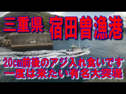 #8三重県宿田曽漁港投げサビキ20cm前後のアジ入れ食いですテトラポット切れ目付近で小アジが釣れます三重県釣り堤防アジング釣りポイント釣りスポット釣り場車横付け釣り波止ファミリー家族連れ磯遊び釣りに良