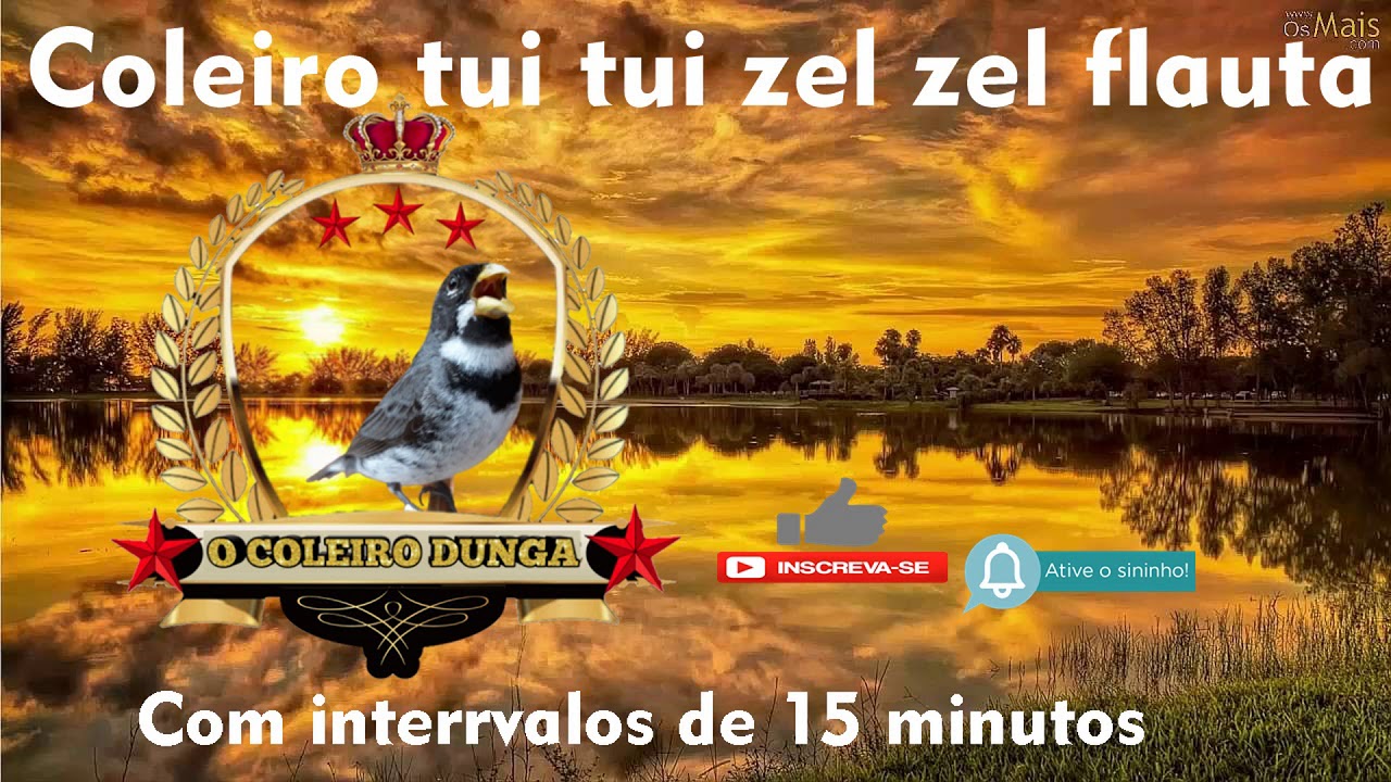 Canto De Coleiro Tui Tui Zel Zel Para Ensinar Filhote Coleiro Tui Tui Zel Zel Flauta Bom Para Encarte Youtube