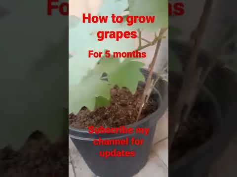 how to grow grapes for 5 months
