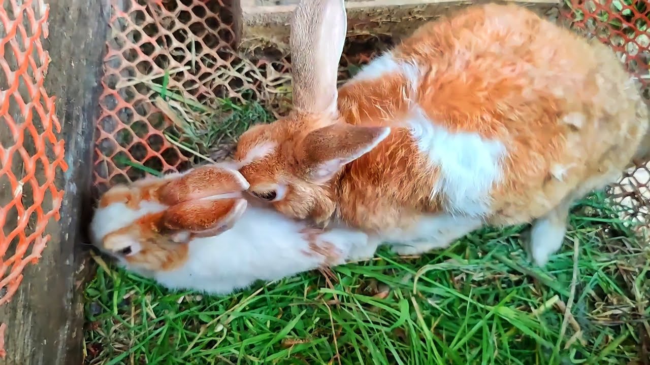 Rabbit Mating Sounds YouTube