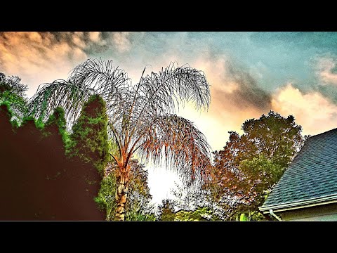 Video: Queen Palm Winter Care - Sådan overvintrer du Queen Palms