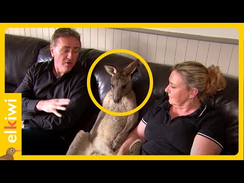 Video: ¿Pueden los canguros ser mascotas?