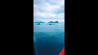 Lady in a Kayak Comes Across Two Orcas Right Infront of Her