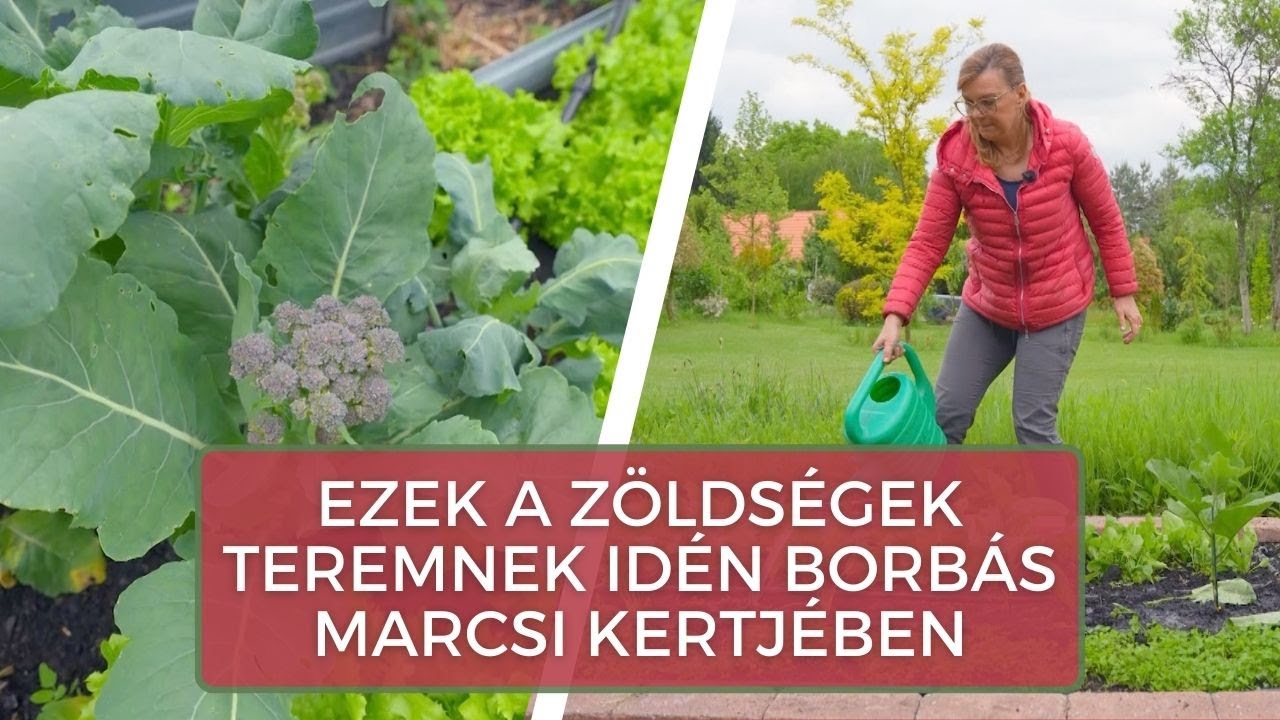 Ezek a zöldségek teremnek idén Borbás Marcsi kertjében