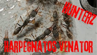New Harpegnatos Venator!!! Part 1 (sound fixed)