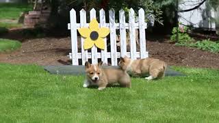 Pembroke Welsh Corgi Puppies For Sale by Greenfield Puppies 101 views 3 days ago 36 seconds