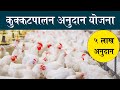 कुक्कुटपालन अनुदान योजना, अर्ज सुरू | Poultry farming subsidy Kolhapur