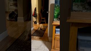 Mini Goldendoodle Got The Zoomies Tonight