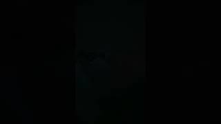 Audio Only Silken Windsprite Welpe Rumi Schlafbellen Schlafwuffen Sleep Barking