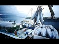 Gran captura en el mar - No creerás cuántos peces - Impresionante red de pesca de atún