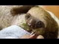 Eat your vegetables like a good sloth
