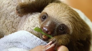 Eat Your Vegetables Like A Good Sloth!