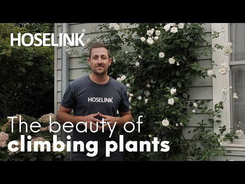 Video: Training Young Passion Vines - Ulteriori informazioni sull'allenamento della passiflora