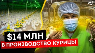 Бизнес на Производстве Курицы: Уникальная Безотходная Птицефабрика [в Кыргызстане]