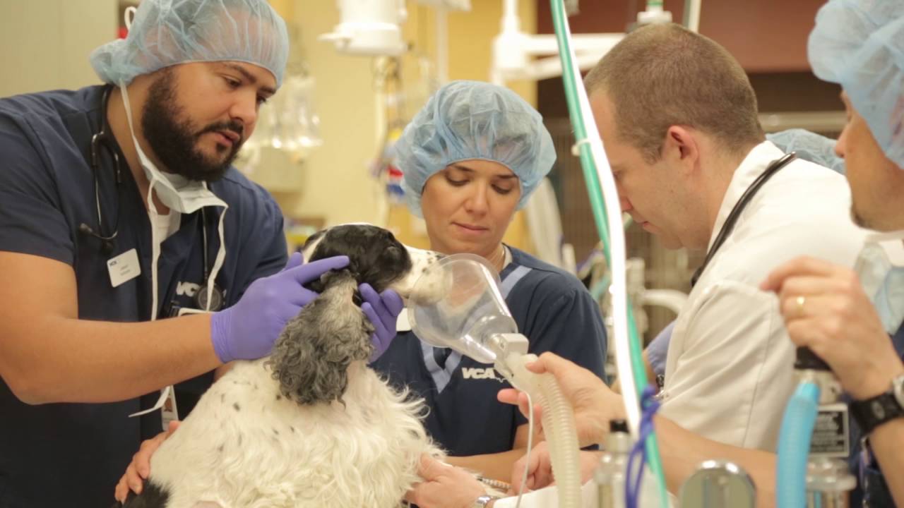 vca emergency animal hospital