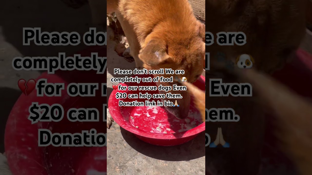 Пожалуйста, не пролистывайте дальше 🐾У нас совсем закончился корм для наших спасенных собак 🐶💔Даж...