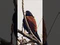 Greater Coucal Bird #shorts