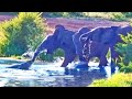 Crocodile tries taking down 5 elephants