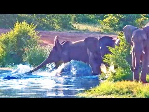 Crocodile Tries Taking Down 5 Elephants