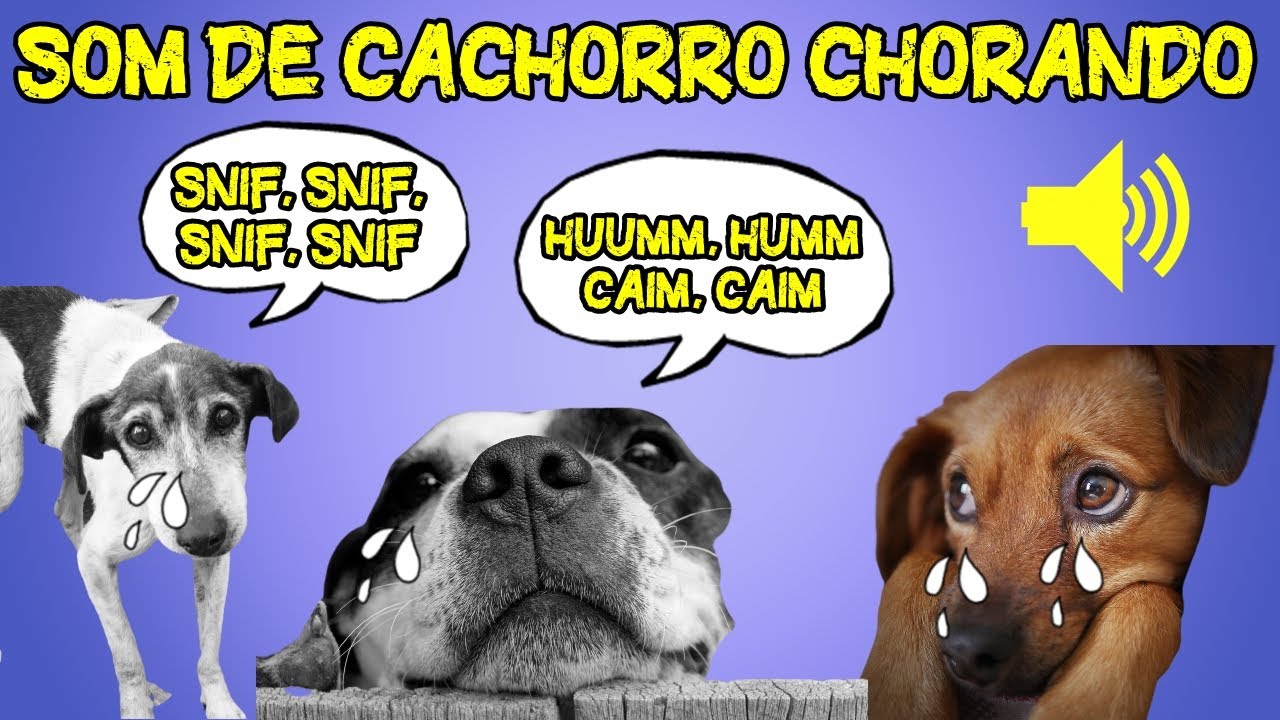 Som de Cachorro Chorando e Choramingando [7 Efeitos Sonoros de Cachorro ...