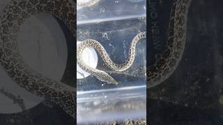 EPIC TIDE POOL CATCH!
Subscribe! https://www.youtube.com/c/FintasticFilms
Amazing find while searching the tide pools! EPIC TIDE POOL CATCH!