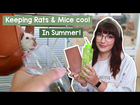 Video: Jak udržet vaše domácí krysy Cool během léta
