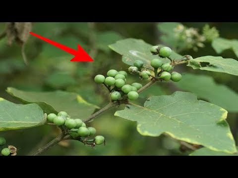 Video: Informasi Solanum - Jenis Tanaman Solanum Di Taman