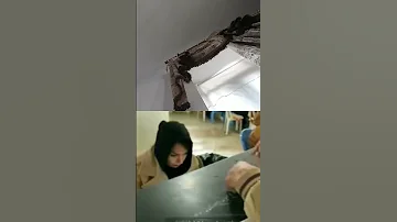 ترکمن ها معروف به اسبدوانی ونژاد سگ آلابای هستن که هردو پر قدرت وزیبا هستن ترکمن ایران Horse 