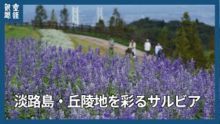 【日本の四季】淡路島・丘陵地彩るサルビア