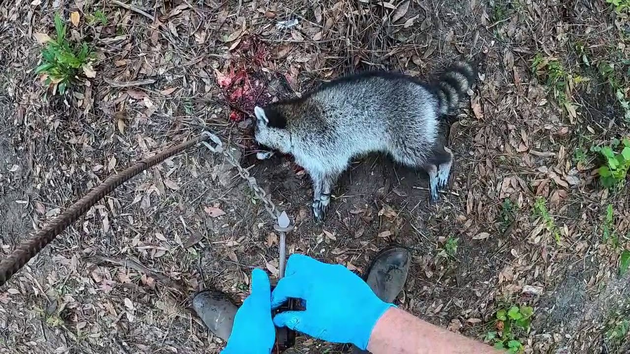 Duke Dog Proof Raccoon Trap