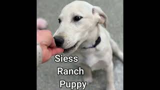 Brewster 4 month old lab pup by siessranch1 3 views 4 days ago 55 seconds