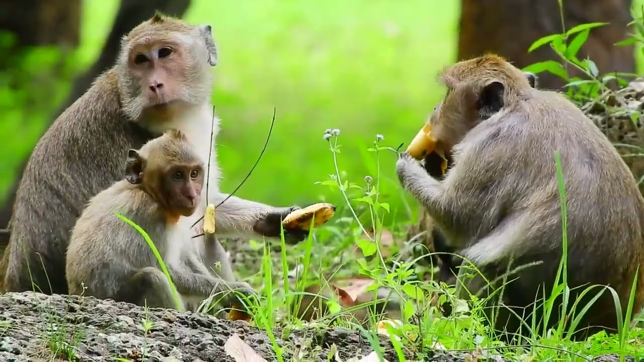 Good Food For Mom Monkey  Jill After Give A Birth Of Cute Baby Jasmine