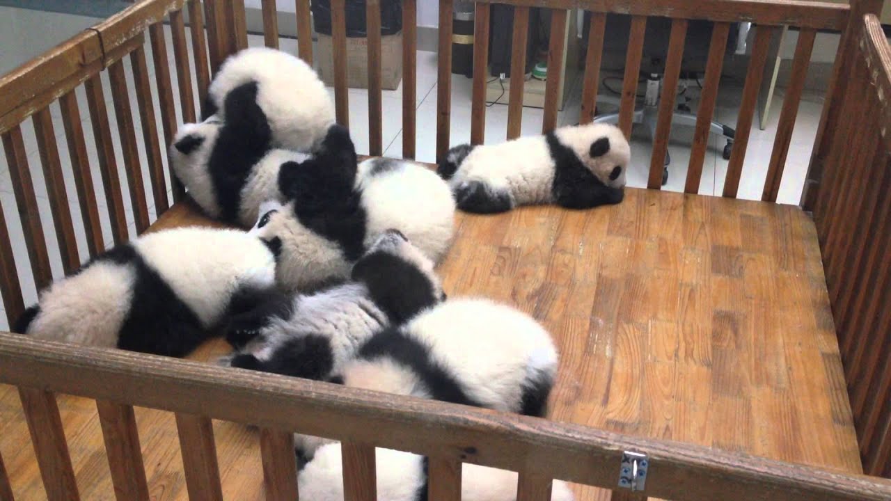 Cute Playful Baby Giant Pandas at Chengdu Panda Base in China YouTube