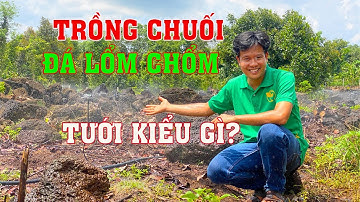 Béc VP5  Plus  90 lít tưới phun mưa cho cây chuối nền đất đá đen tại Đồng Nai | vnplant