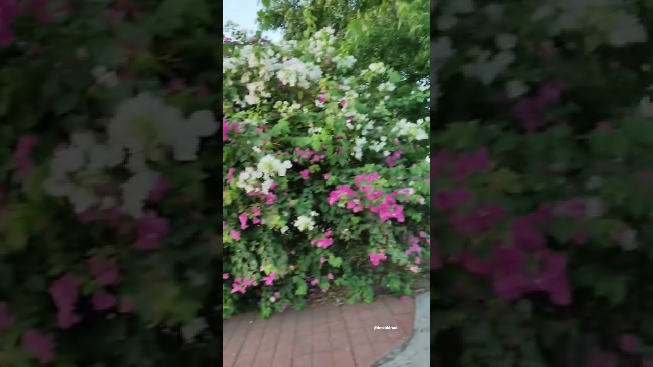 Sunset lover 🌇🌇 