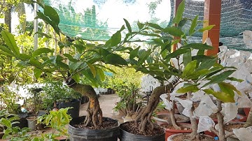 (Đã bán )Cặp mai cúc thọ hương chân dài 1tr200k bao ship ( 05/06/20)