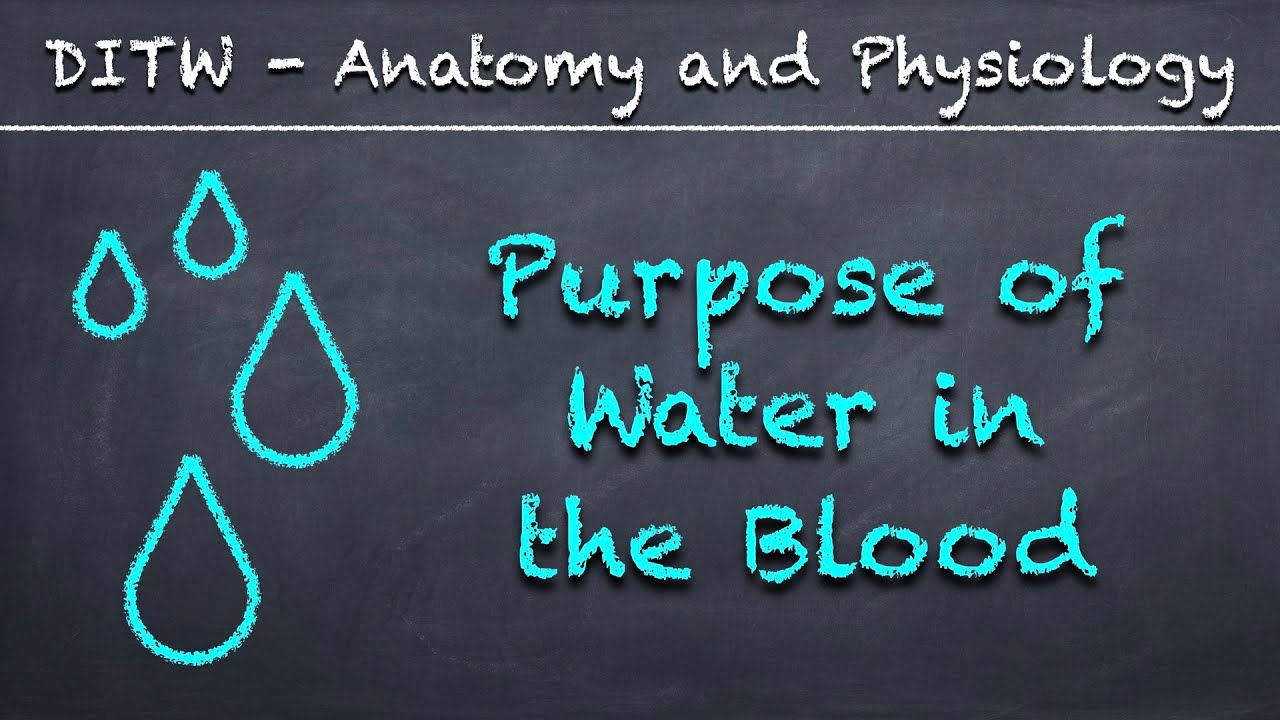 DITW Purpose of Water in the Blood YouTube