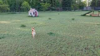 Nomi Sniffing Grass Like It’s Her Job 🐶🌱 The Shiba Investigation Unit Is On It!