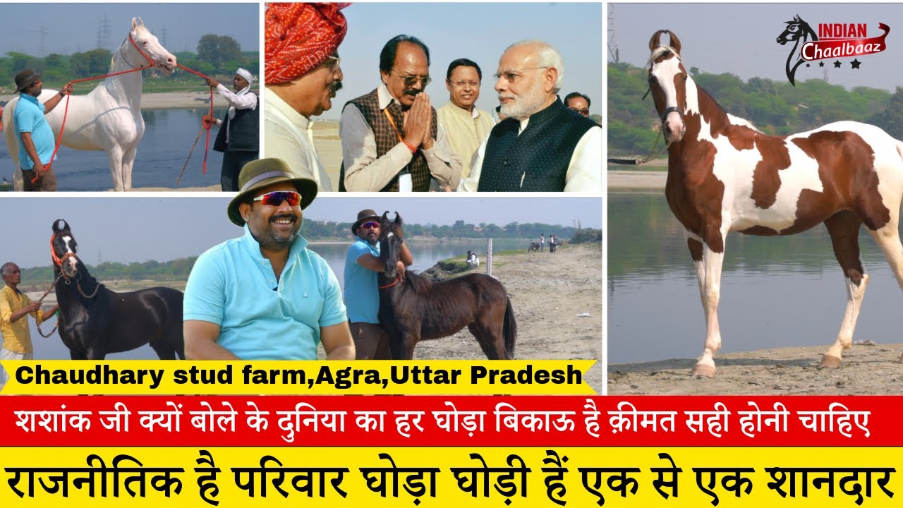 मिलिए शशांक चौधरी जी से जिनका राजनीतिक है परिवार घोड़ा घोड़ी हैं एक से एक शानदार 9760383015_Agra.UP