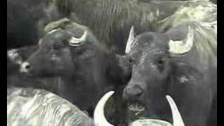 Waterbuffalos in Kakheti (Republic of Georgia)