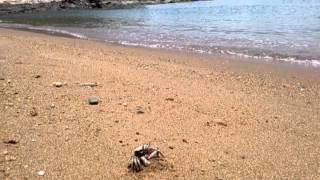 Beach crab ma wan park island Hong Kong