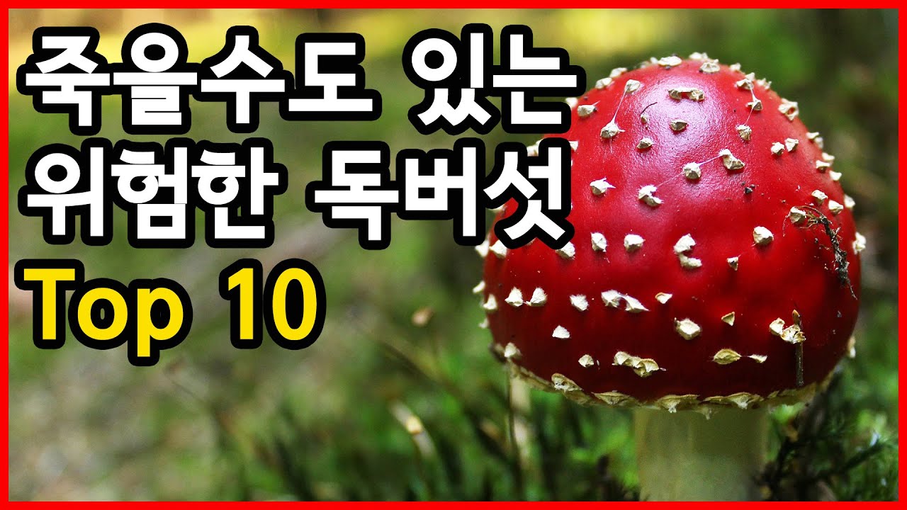 이건 먹으면 죽는다! 치명적인 독버섯 Top 10