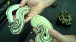 Mystic Potion - ROCK STAR ball python - A must see clip!