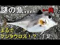 【若洲海浜公園】見たことない変な魚が釣れた…【2018.06.08】