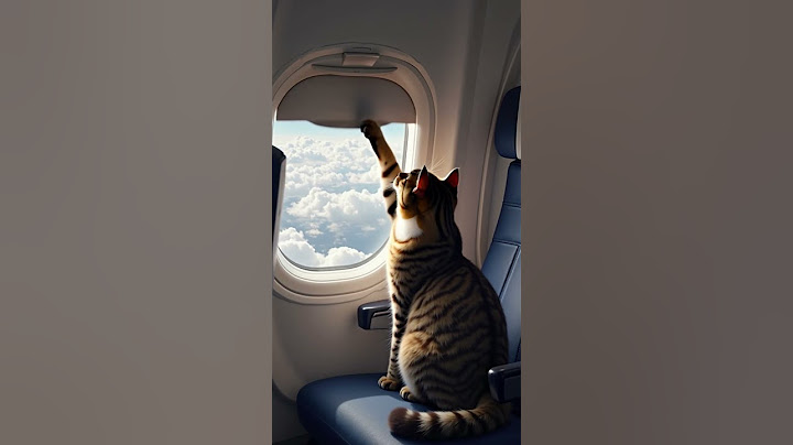 Слишком ярко! 🐾☁️✈️ Кот в самолете закрывает шторку иллюминатора #милота #cat #smartcat #viralshorts