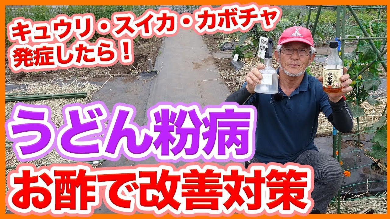 Measures against powdery mildew with vinegar in a vegetable garden