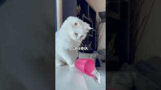 Cat decluttering - YouTube