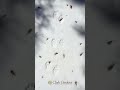 Tracks in the Snow | Winter Visitors at Clark Gardens)