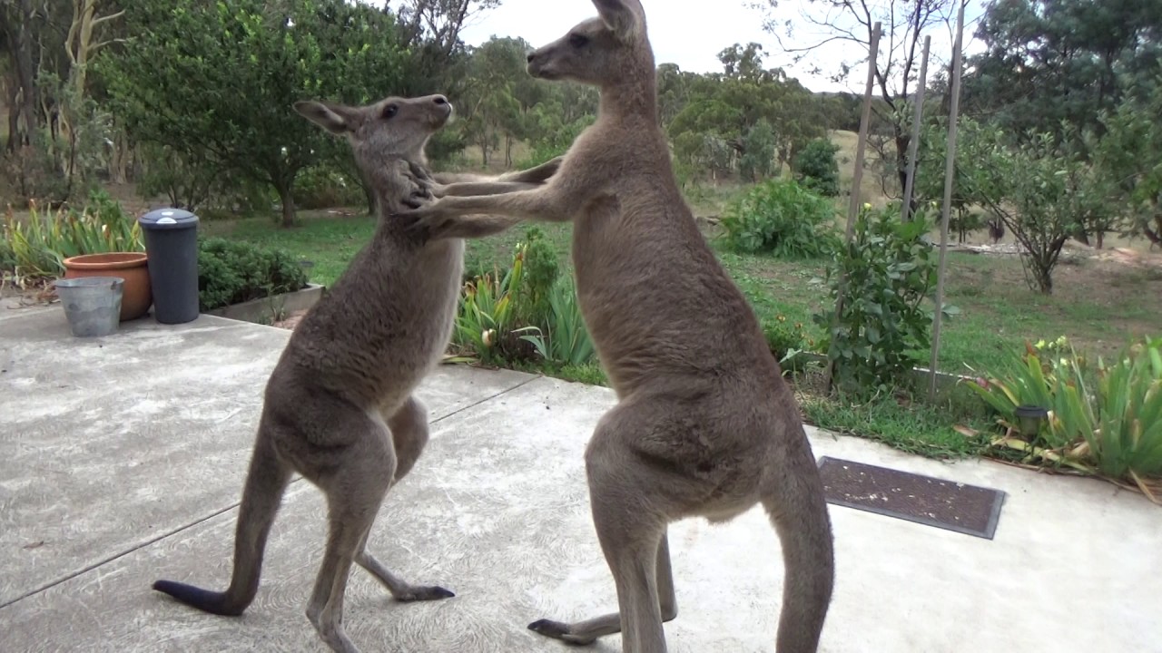 The Aussie Icon - Kangaroo boys sparring (For licensing or usage, contact licensing@viralhog.com)