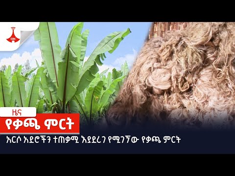 ቪዲዮ: የቃጫ ካርቱር የት ነው የሚገኘው?